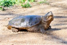 SnappingTurtle-501.jpg