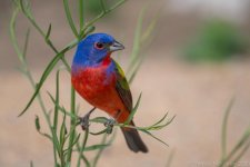 20200524 TLM D500 500PF 700mm Painted Bunting-172.jpg