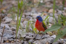 20200524 PDM D500 500PF PaintedBunting-391.jpg