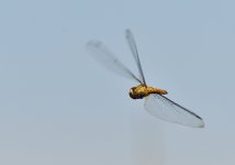 _ROY2155_00001.jpg
