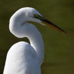 Egret3.jpg