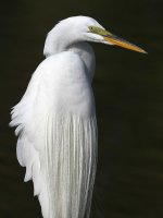 Egret6.jpg