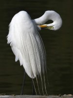 Egret8.jpg