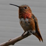 Hummer3.jpg
