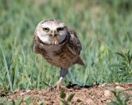 BurrowingOwl-500.jpg