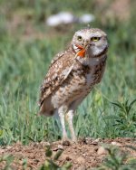 BurrowingOwl-501.jpg