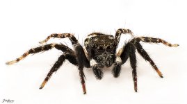 Twin Flagged Jumping Spider.jpg