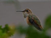 Hummer3.jpg