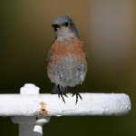 Bluebird3.jpg