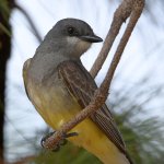CassinsKingbird2.jpg