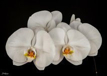 white_orchids.jpg