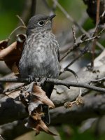 Bluebird2.jpg
