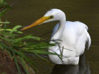 Egret.jpg