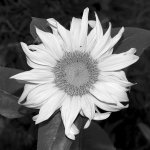 SunflowerBW.jpg