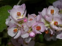 PinkFlower.jpg