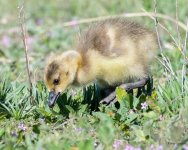 Gosling-510.jpg