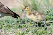 Gosling-511.jpg