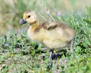 Gosling-512.jpg