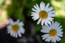 Saturday Walk-1067.jpg