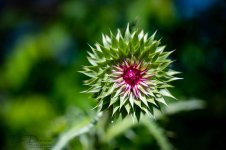 Saturday Walk-1085.jpg