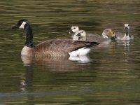 Geese.jpg