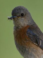 Bluebird4.jpg
