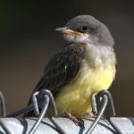 CassinsKingbird3.jpg