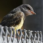 CassinsKingbird8.jpg