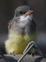 CassinsKingbird12.jpg