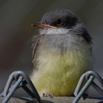 CassinsKingbird20.jpg