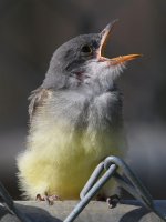 CassinsKingbird11.jpg