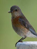 Bluebird3.jpg