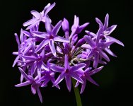 _ROY2376_00001.jpg