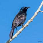 Grackle-510.jpg