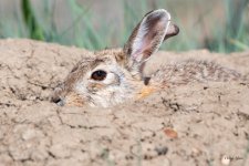Bunny-550.jpg