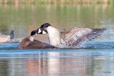 GooseFight-525.jpg