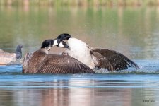 GooseFight-526.jpg