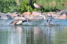 GooseFight-527.jpg