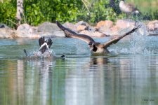 GooseFight-528.jpg