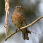 Bluebird6.jpg