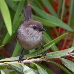BushTit.jpg