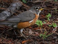 Robin2.jpg