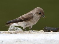 Swallow5.jpg
