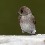 Swallow6.jpg