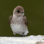Swallow7.jpg