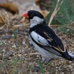 Whydah5.jpg