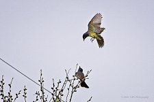 06-01-20-cr_D7K2900-ON1.jpg