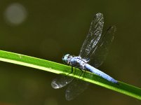 _ROY2512_00001.jpg