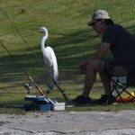 Egret.jpg