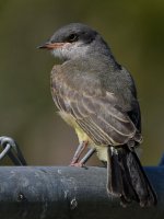 CassinsKingbird8.jpg